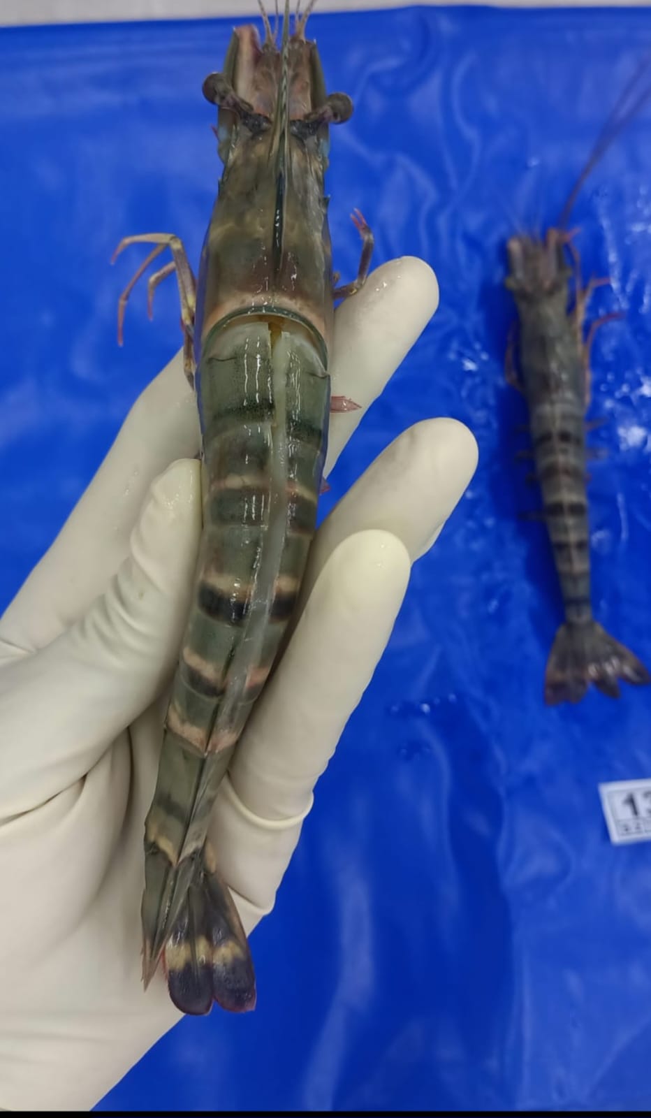 Shrimp Collection
